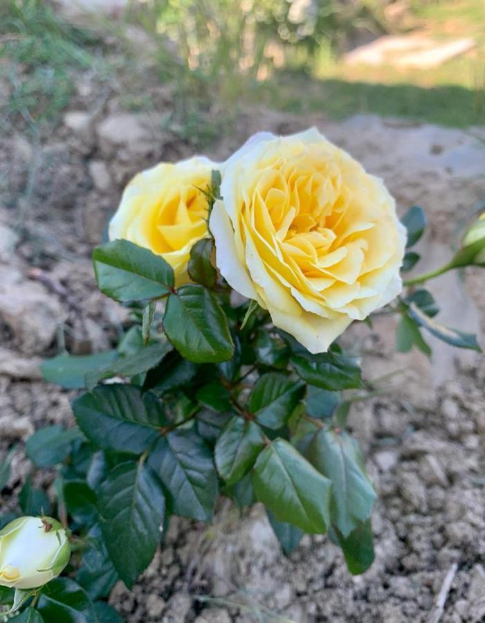 Casetta Nel Podere Di Massi บาร์เบริโน ดิ มูเจลโล ภายนอก รูปภาพ